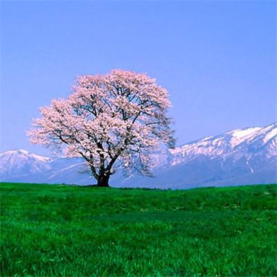 三职业大天使官方版下载